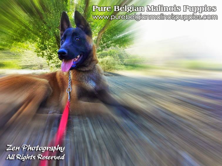 puppies for sale in san diego ca san diego belgian malinois breeders puppies for sale in california malinois puppies for sale in san diego ca san diego belgian malinois breeders puppies for sale in california malinois