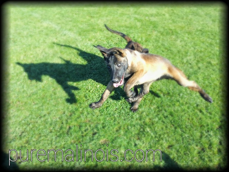 belgian sheepdog puppies for sale in california akc belgian malinois puppies for sale in california u2013 puremalinois belgian sheepdog puppies for sale in california akc belgian malinois puppies for sale in california u2013 puremalinois