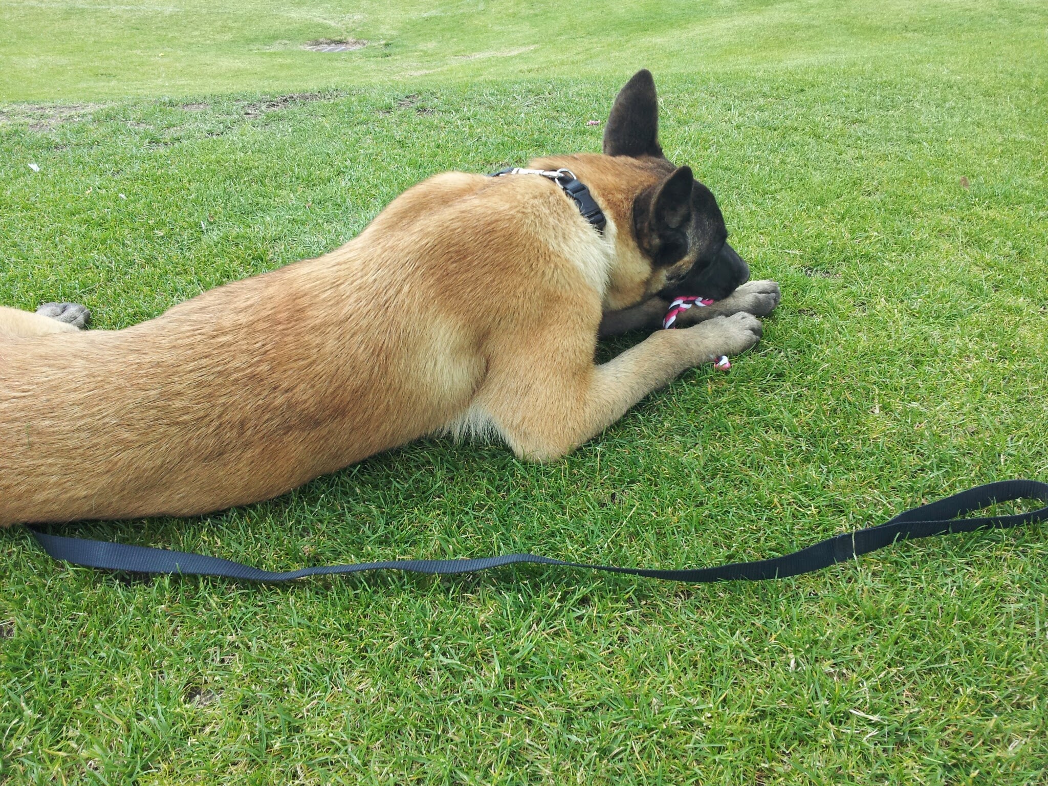 belgian sheepdog breeders in texas belgian malinois breeders in portland oregon u2013 puremalinois belgian sheepdog breeders in texas belgian malinois breeders in portland oregon u2013 puremalinois