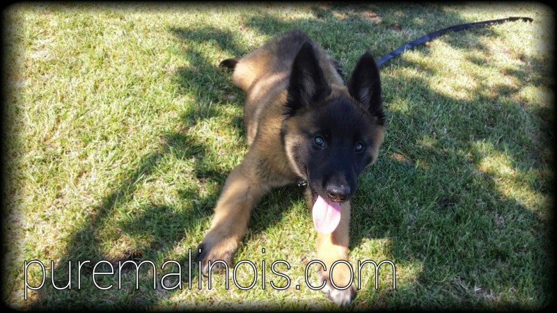 akc belgian malinois puppies for sale belgian malinois puppy for sale california by belgian malinois puppies breeds akc belgian malinois puppies for sale belgian malinois puppy for sale california by belgian malinois puppies breeds