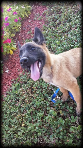 akc belgian malinois puppies for sale belgian malinois breeder akc puppies for sale adults for adoption in akc belgian malinois puppies for sale belgian malinois breeder akc puppies for sale adults for adoption in