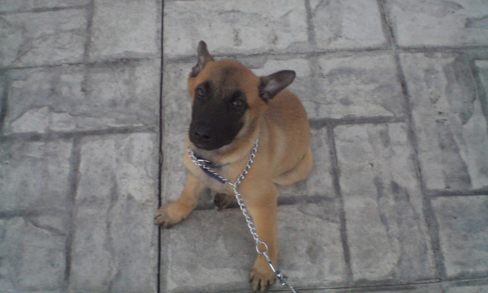 puppies for sale california belgian malinois puppy for sale california malinois puppies puppies for sale california belgian malinois puppy for sale california malinois puppies