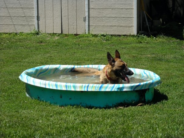 free puppies sacramento ca belgian malinois puppies for sale sacramento california pomsky to breeds picture free puppies sacramento ca belgian malinois puppies for sale sacramento california pomsky to breeds picture
