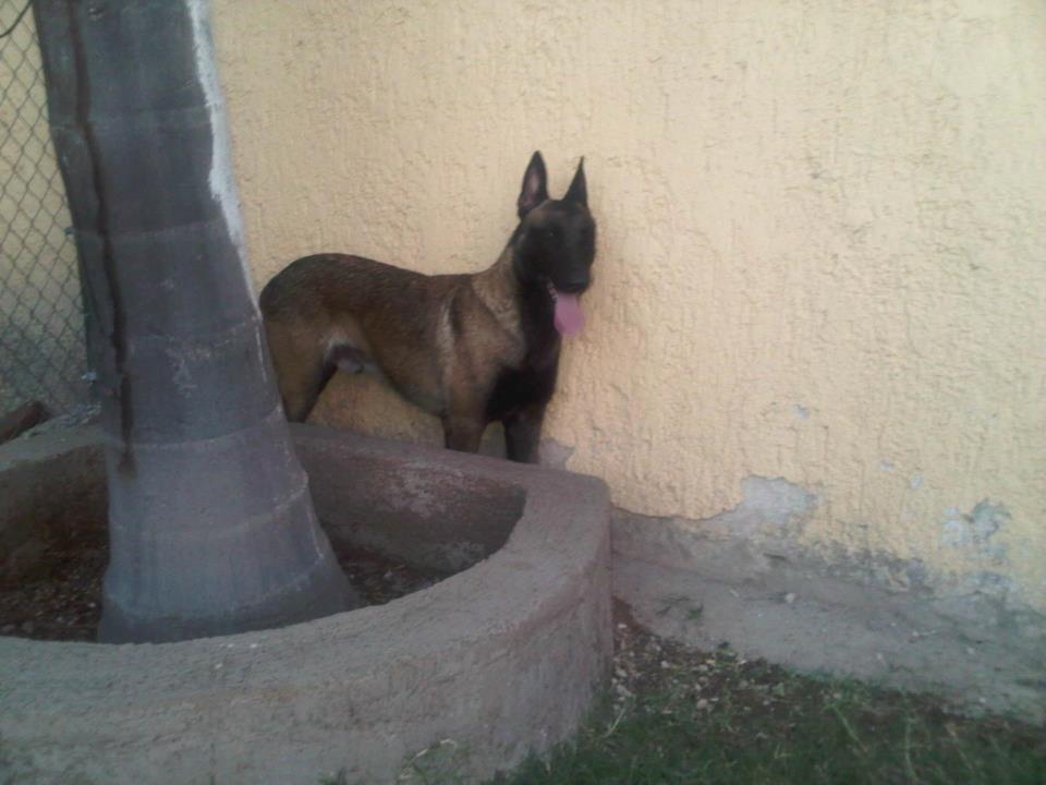 belgian malinois puppies for sale california belgian malinois for sale in california malinois puppies belgian malinois puppies for sale california belgian malinois for sale in california malinois puppies
