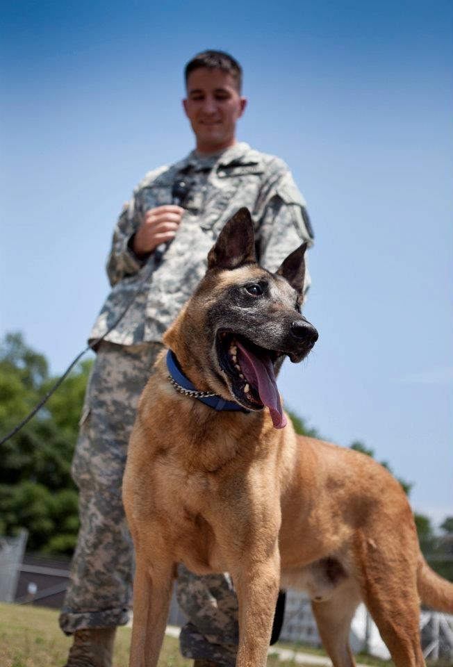 belgian malinois puppies for sale california belgian malinois puppies for sale california malinois puppies belgian malinois puppies for sale california belgian malinois puppies for sale california malinois puppies