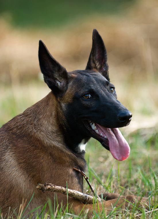 Belgian Malinois Dog Breeder California Pure Malinois Puppies