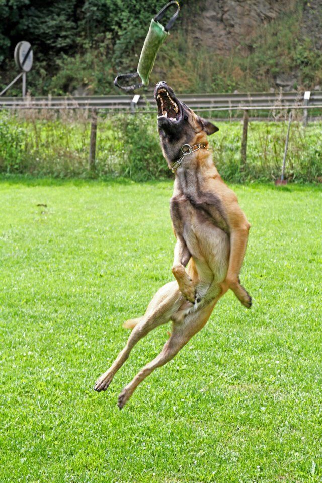 belgian malinois dog jump belgian malinois puppies belgian malinois dog jump belgian malinois puppies