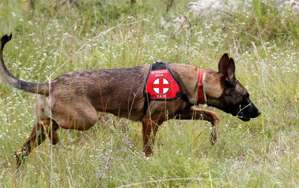 belgian malinois puppies for adoption belgian malinois puppy working rescue malinois puppies belgian malinois puppies for adoption belgian malinois puppy working rescue malinois puppies