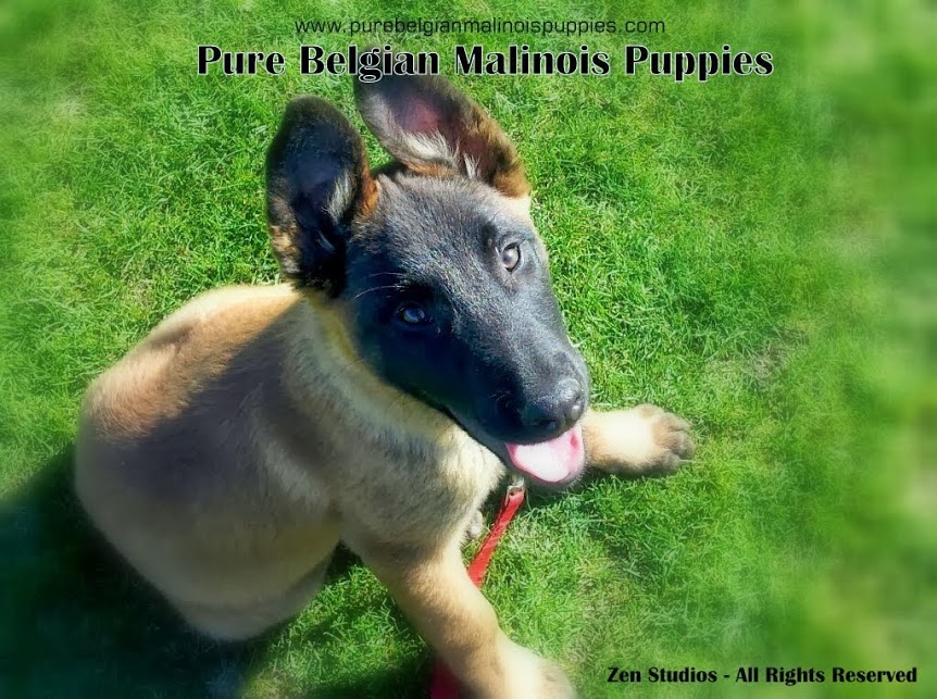 puppy adoption california belgian malinois puppies for sale in california breeders upcomingcarshq puppy adoption california belgian malinois puppies for sale in california breeders upcomingcarshq