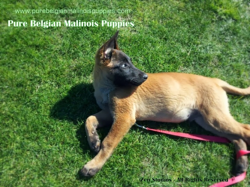 malinois puppies for sale belgian malinois puppies for sale in california images malinois puppies for sale belgian malinois puppies for sale in california images