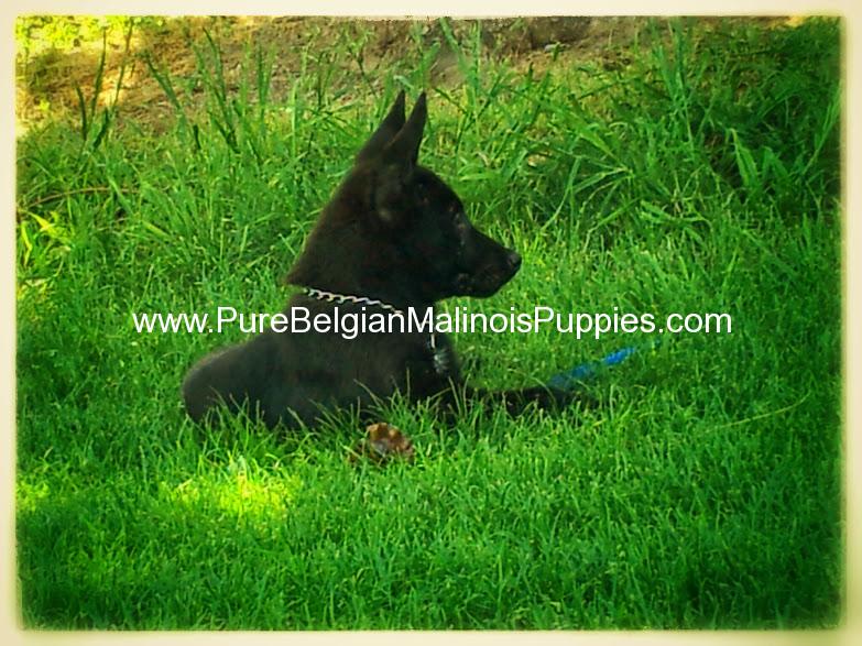 black belgian malinois puppies for sale puppies for sale puppies belgian malinois puppies for sale breeds picture black belgian malinois puppies for sale puppies for sale puppies belgian malinois puppies for sale breeds picture