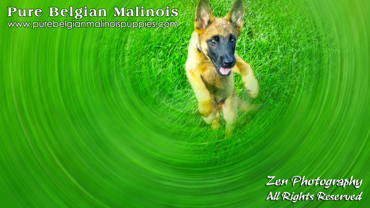 puppies for sale los angeles los angeles belgian malinois breeders puppies for sale in california malinois puppies for sale los angeles los angeles belgian malinois breeders puppies for sale in california malinois
