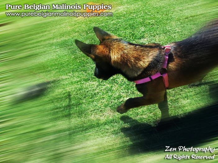 puppies for sale usa belgian malinois breeders puppies for sale in los angeles california usa puppies for sale usa belgian malinois breeders puppies for sale in los angeles california usa