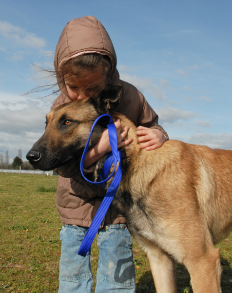 belgian malinois leash training